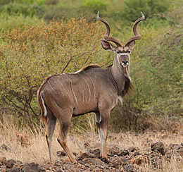 Greater Kudu, Lake Bogoria - Kenya